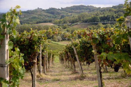 WEINTASTING AM 21.06.2024: WEINREISE DURCH NORDITALIEN