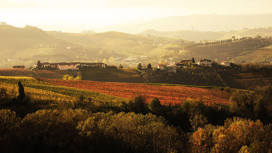 Weintasting am 18.08.2023: Piemont - ...der zweite Teil