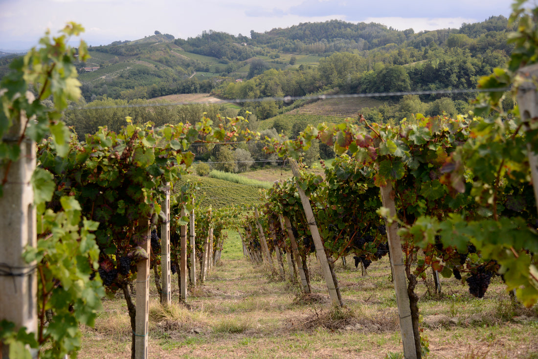 WEINTASTING AM 21.06.2024: WEINREISE DURCH NORDITALIEN