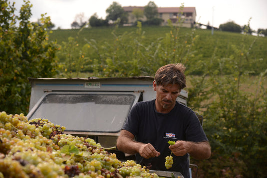 Cantina Marco Bonfante