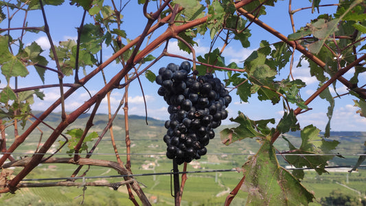 WEINTASTING AM 20.10.2023: Weinreise durch Süditalien